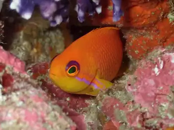 Fish