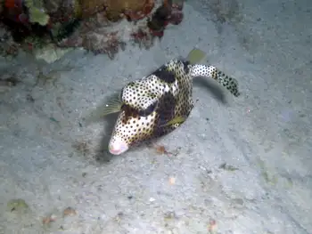 Spotted Trunkfish