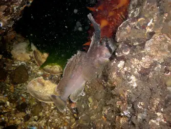 Sailfin Sculpin