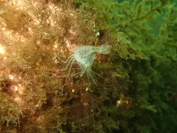 Shrimp
