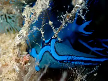 Gloomy Nudibranch