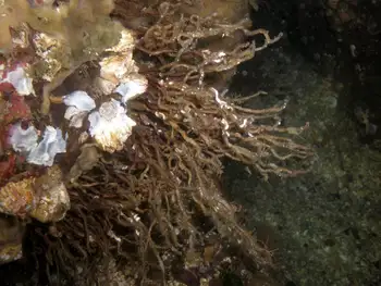 Prolific Three Section Tube Worm