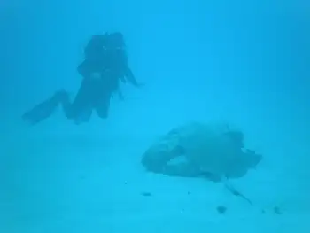 Stingray