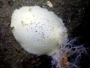 noble sea lemon