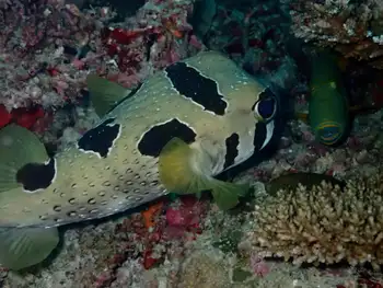 masked porcupine fish