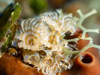 social feather duster worm