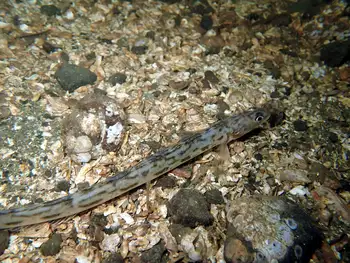 snake prickleback