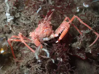 Longhorn Decorator Crab