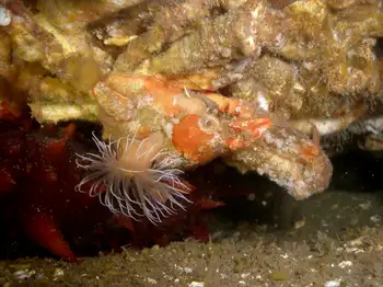 Tiny Orange Anemone
