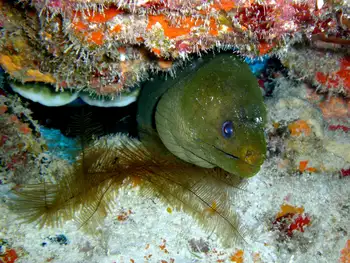 Green Moray Eel