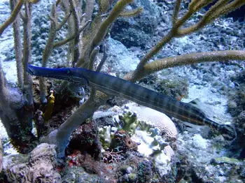 Trumpetfish