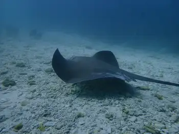 Sting Ray
