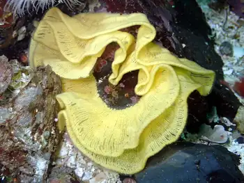 Eggs Nudibranch