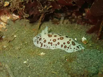 Leopard Nudibranch