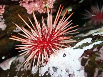 Red Sea Urchin