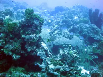 Bluestripe Grunt