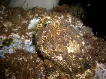 Great Sculpin