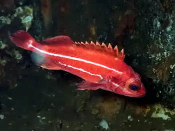 yellow eye rockfish