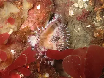 Red Trumpet Calcareous Tube Worm