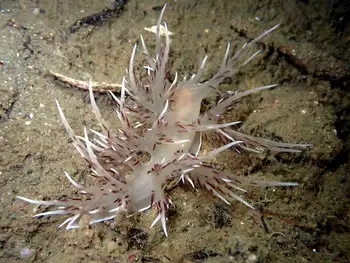 Giant Nudibranch