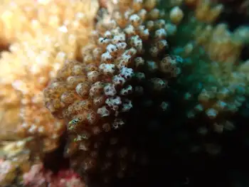 Coral