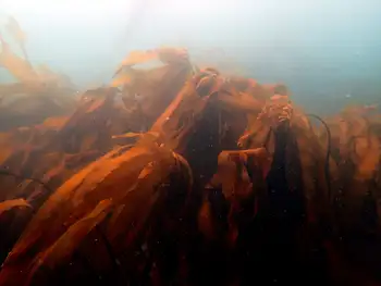 torn kelp