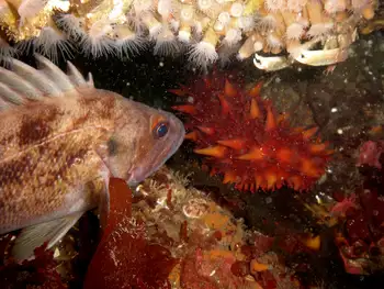 California Sea Cucumber