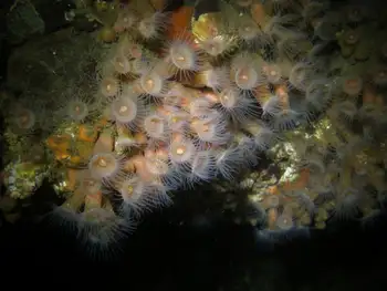 Orange Zoanthids