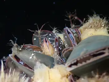 alaskan skeleton shrimp
