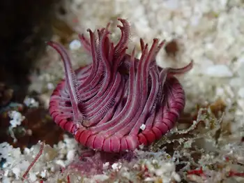 Anemone
