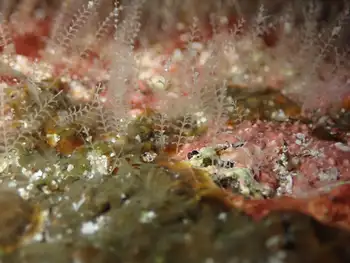 plumularia floridana hydroid