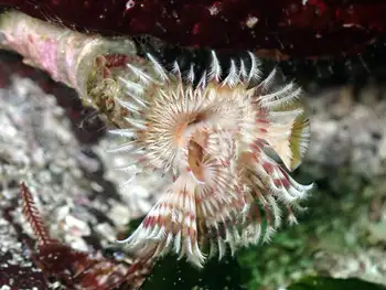 Feather Duster Worm