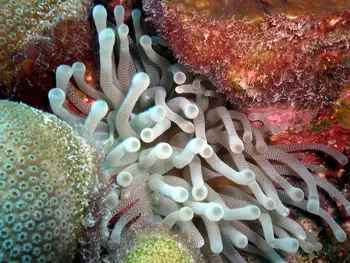 Giant Anemone