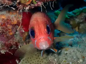 Longspine Squirrelfish