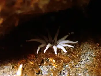 White Crowned Burrowing Anemone