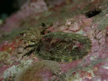 Chiton