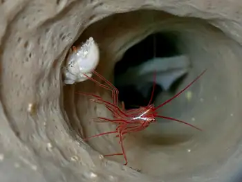 sponge peppermint shrimp