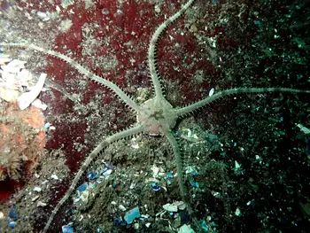 Gray Brittle Star