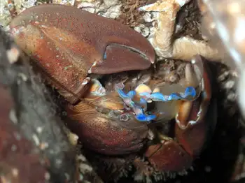 Porcelain Crab