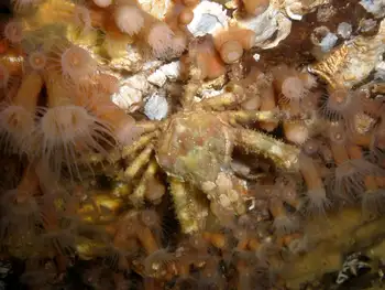 Moss Crab