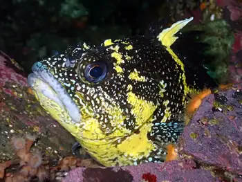 China Rockfish