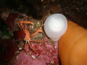Longhorn Decorator Crab