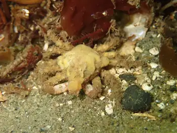 Moss Crab