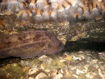 Brown Rockfish