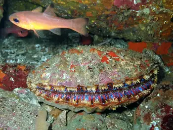 magnificent scallop