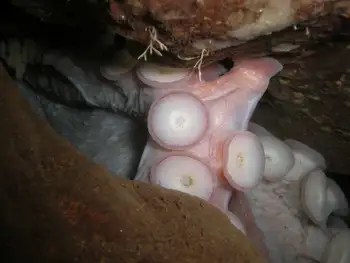 Giant Pacific Octopus