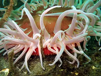 Sand Rose Anemone