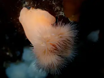 Metridium Anemone