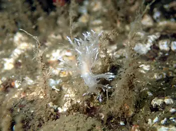 White Dendronotid