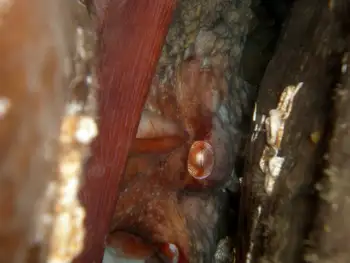 Giant Pacific Octopus